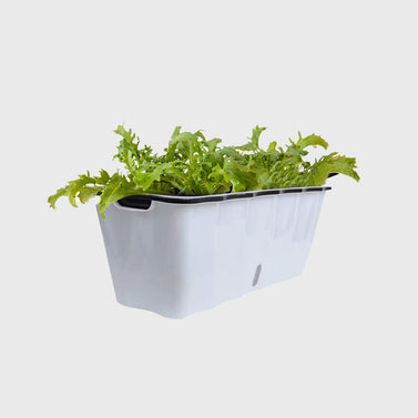 White Rectangular Flowerpot Vegetable Herb Planters Box Large